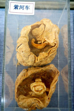 中药材紫河车 源自古方的珍贵药材